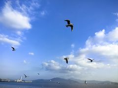 -深圳湾公园(南山区)