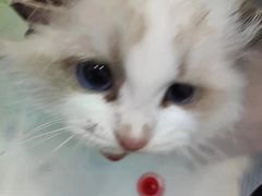 -佳怡动物医院·平价24小时·猫专科骨外科