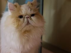 -MOCHA明星猫咖(田子坊店)