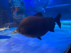 -烟台海昌鲸鲨海洋公园