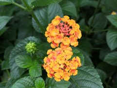 -合肥滨湖国家森林公园