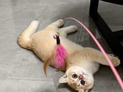 -lincat·猫舍(广州店)