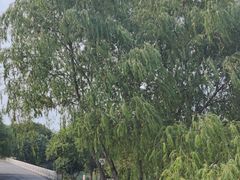-贡湖湾湿地公园