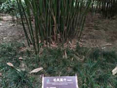 -望江楼公园