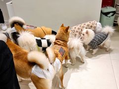 -怪兽屋·羊驼·猫咖·狗咖(俊华广场店)