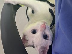 -创凡宠物医院·骨专科  猫科中心(西乡分院)