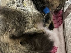 -伟伟宠物医院·CT影像中心·瑞派犬猫综合性门诊(汉口总院)