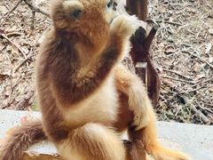 -ZOO COFFEE动物园咖啡(红山森林动物园店)