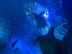 -太平洋海底世界