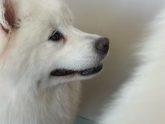 -怪兽屋·羊驼·猫咖·狗咖(俊华广场店)