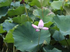 -荷塘月色湿地公园·向阳花洲