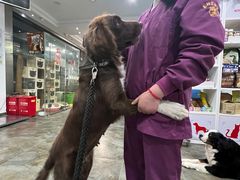 -暖阳宠物医院·犬猫康复中心·骨科