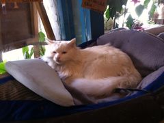 -Babycat私家御饼屋(龙头路一店)