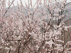 -妙峰山风景名胜区