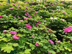 -洛阳市隋唐城遗址植物园