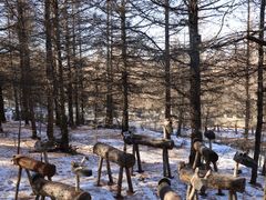 -苏木山森林公园