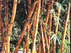 -广西壮族自治区药用植物园