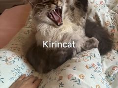 -十年猫舍·猫咪专门店(普陀店)