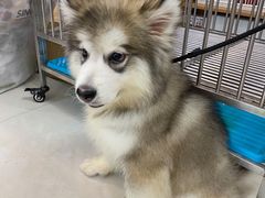 -翊宠yipet猫狗购宠庄园犬舍•猫舍