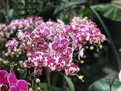 -北京植物园-展览温室