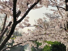-高东镇樱花园