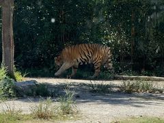 -上海野生动物园老虎餐厅