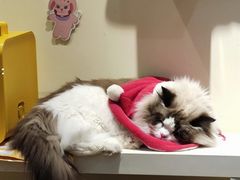 -滚猫咖啡·猫咖·猫友好撸猫(未来城店)