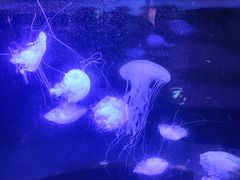 -重庆欢乐海底世界