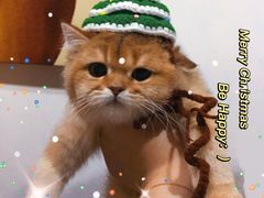 -猫大福·Fortune Cat猫舍(百子湾店)