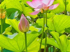 -莲花池公园