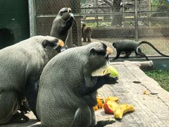 -深圳野生动物园