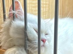 -山宅一喵德文卷毛猫舍
