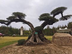 -东平国家森林公园