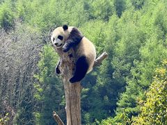-卧龙中华大熊猫苑神树坪基地