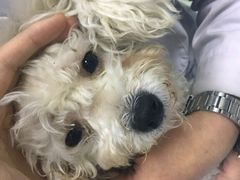 -全心全意连锁动物医院(加州店)