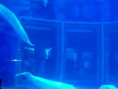 -上海海昌海洋公园-停车场
