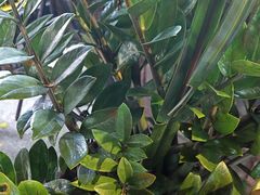 -Sasa的海(蜈支洲岛后海店)