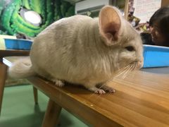 -藦茜花园宠物主题亲子互动体验馆(国顺东路店)
