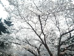 -武汉大学-樱园