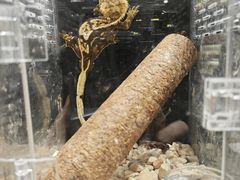 -酷以爬仙阁实体爬宠店·守宫·蜥蜴·专业繁育