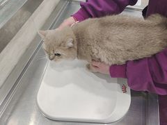 -暖阳宠物医院·犬猫康复中心·骨科