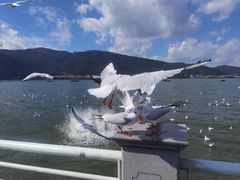 -海埂大坝