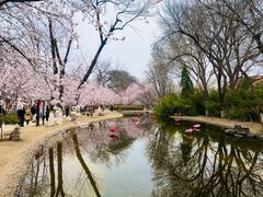 -桃花堤公园