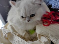 -爱侣宠医·鹦鹉专科·小型哺乳类·异宠专科(灵石路店)