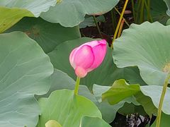 -梁鸿国家湿地公园