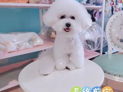 -宠匠·爱宠堡 PET CASTLE