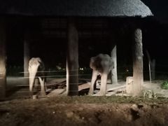 -清迈夜间动物园
