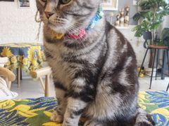 -平行世界·猫咖(首经贸店)