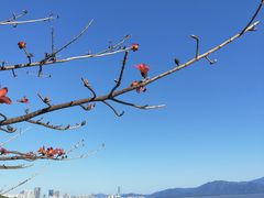 -深圳湾公园(南山区)