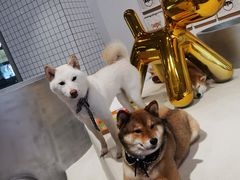 -柴务处·柴犬主题狗咖